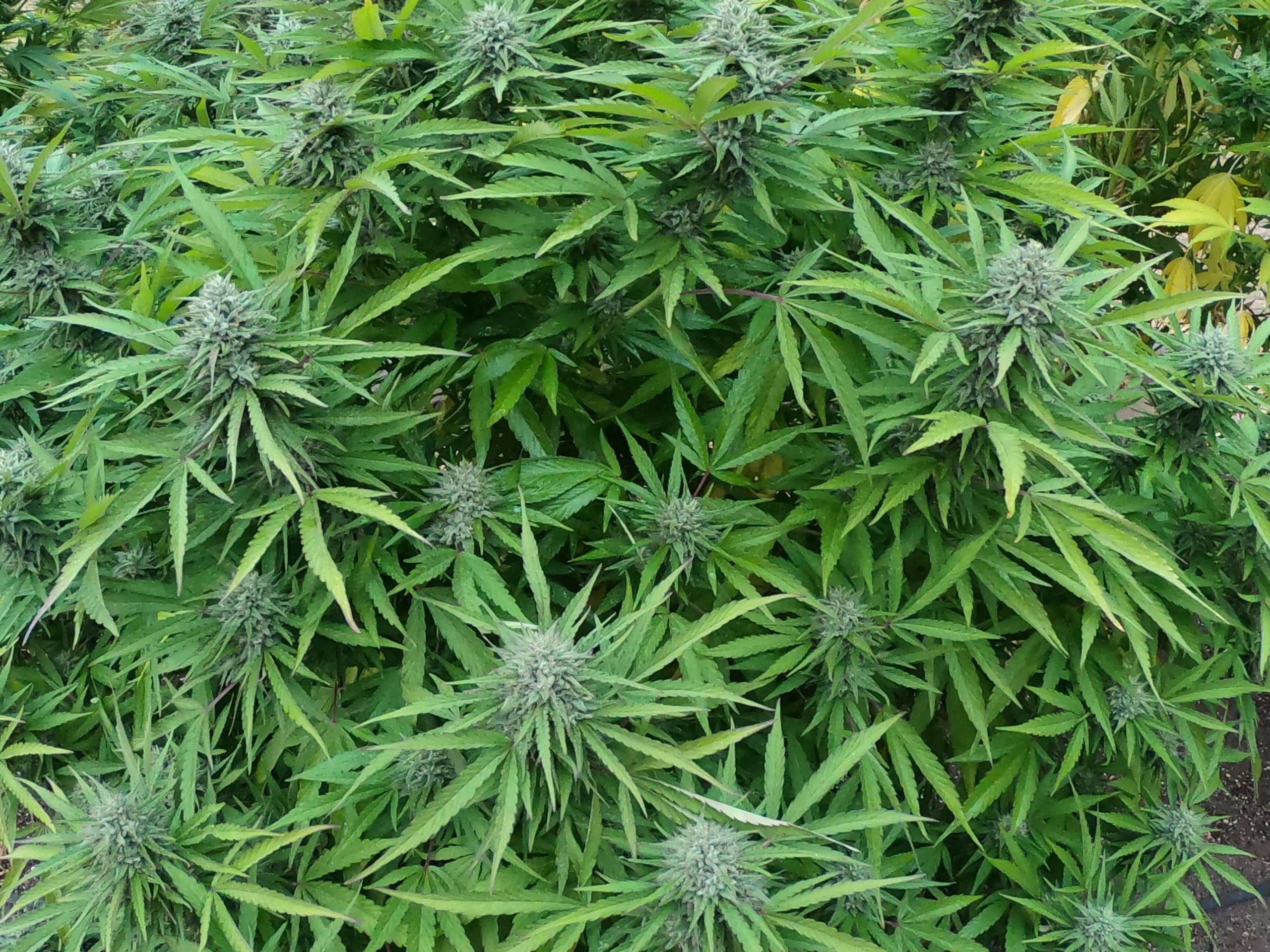 CBD options