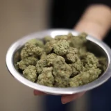 Premium THCA Selection Tips Supporting Consistent Quality And Greater Satisfaction